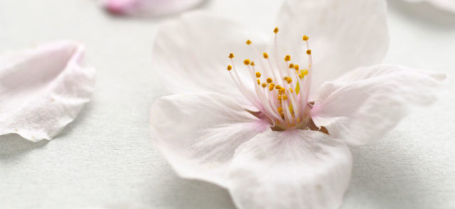 Kevään kukat ilahduttavat kuoseissa ja tuoksuissa