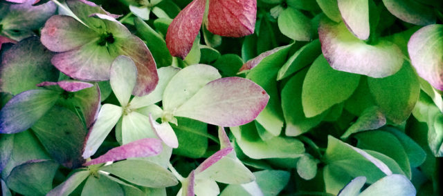 Miten syntyy syksyn ihanin kimppu, kukkataiteilija Laura Väinölä?