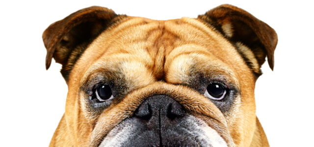 Bulldog – ihonhoitoa miehille